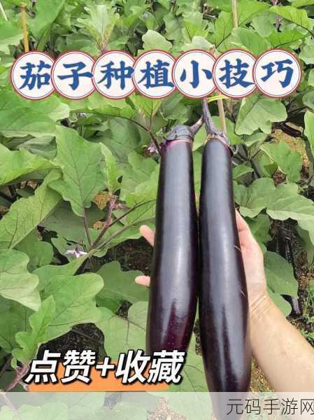 茄子最汅api免费下载安装,1. 茄子最汅API:免费下载安装详解与使用技巧