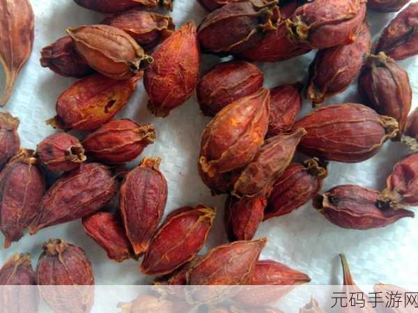 搭伙1V1栀子，《搭伙1V1：栀子花下的绝妙对决