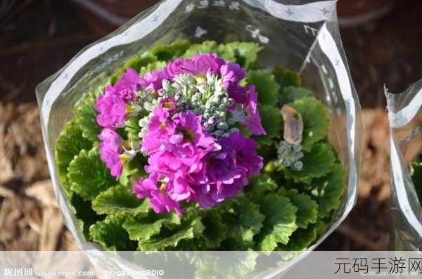 樱花草视频在线观看高清免费资源,1. 樱花草视频:春季浪漫与自然之美
