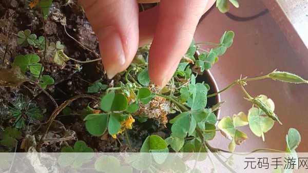 三叶草m欧洲码和天堂,1. 《探索三叶草M与天堂的奇幻交汇