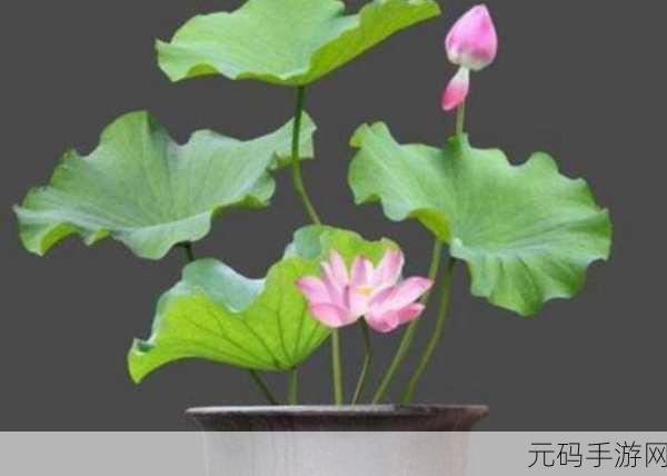 女性半夜莲花开放会自愈吗,1. 女性半夜莲花绽放:自愈与内心的觉醒