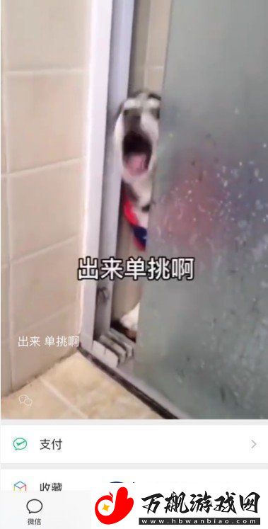 微信8.0状态背景哈士奇下载-8.0状态背景素材哈士奇分享