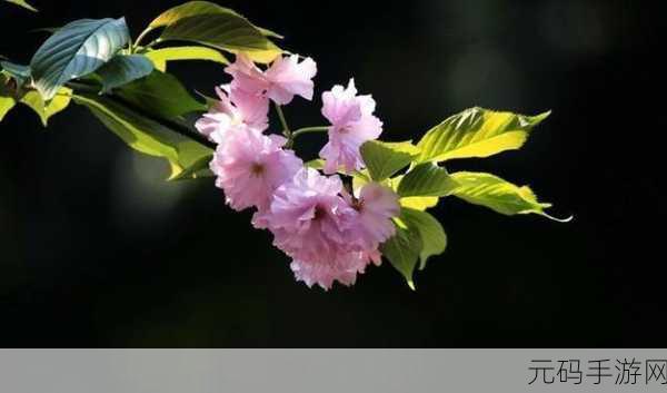 四月芳菲手游画卷,2021年四月图片大全探索之旅