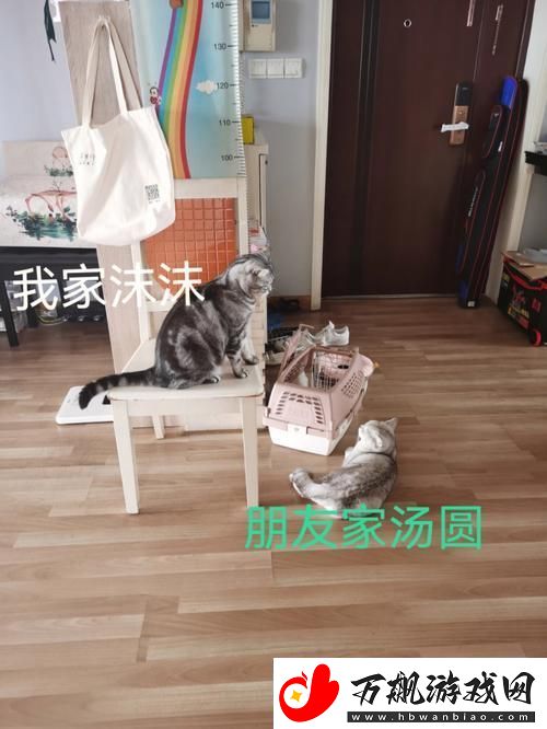 “串门偶得”：趣谈科技圈的“私密”发现
