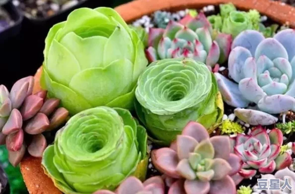 多肉小镇金银花迎来首届植物展览-吸引众多爱好者前来交流与分享养护经验